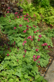 Dicentra 'King of Hearts' RCP5-06 095.jpg